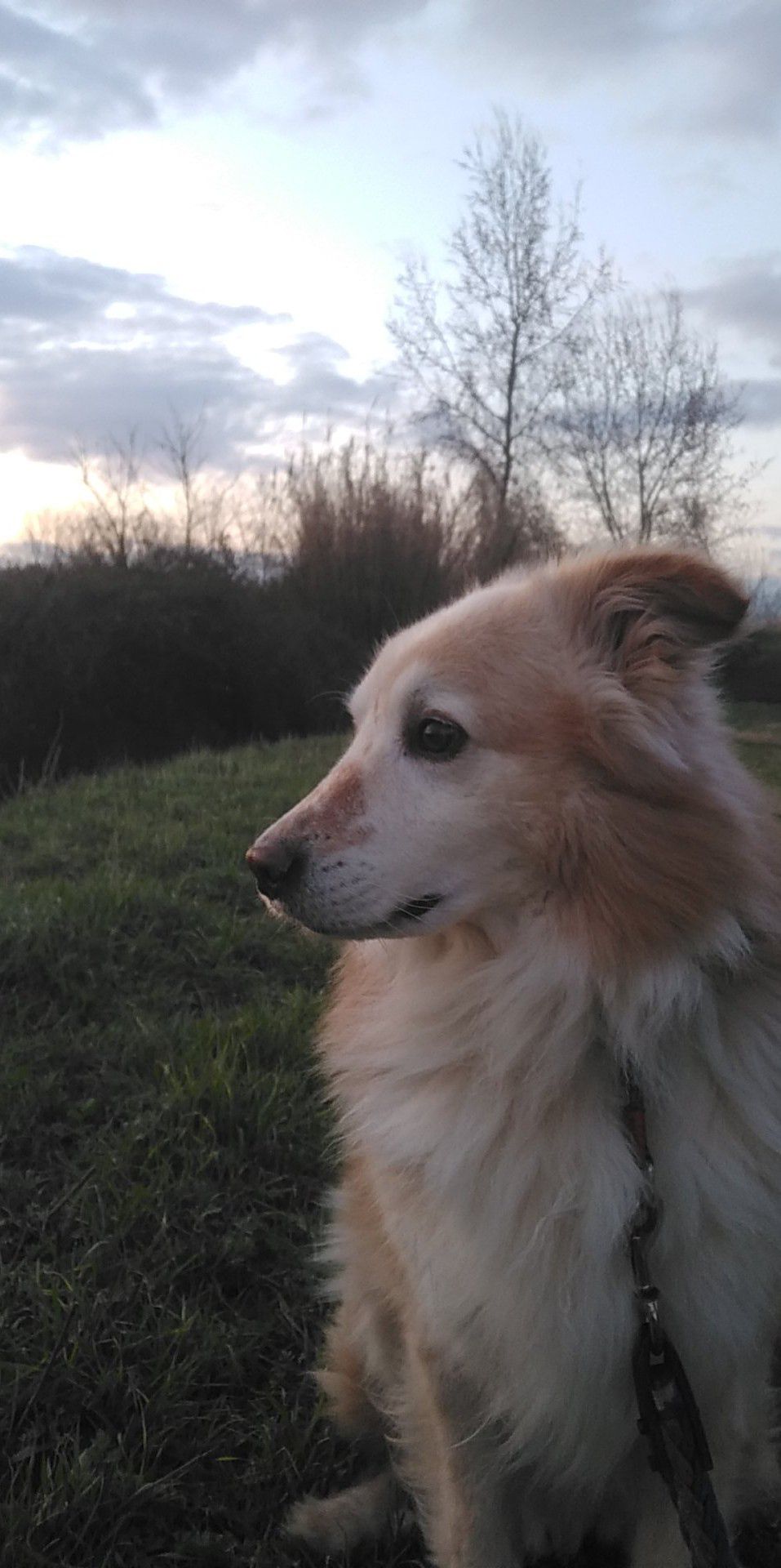 Billy, il cane di Davide Russo